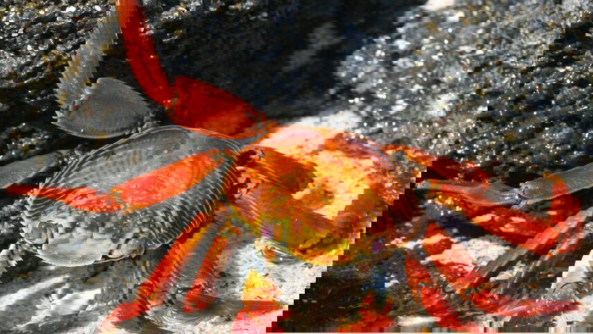 Galapagos Experience