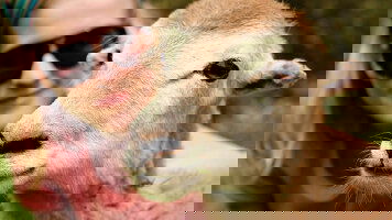 9 Day Classic Peru (Intrepid)