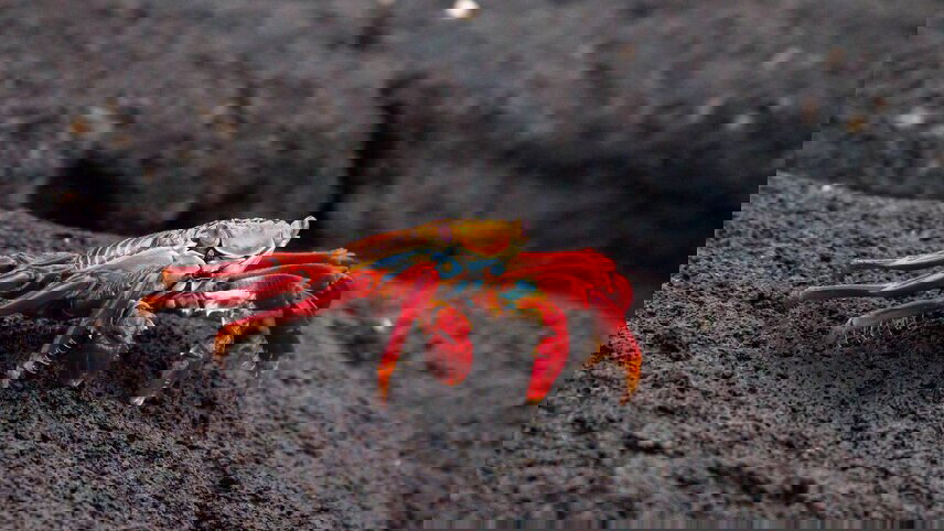 Best of Peru & Galapagos