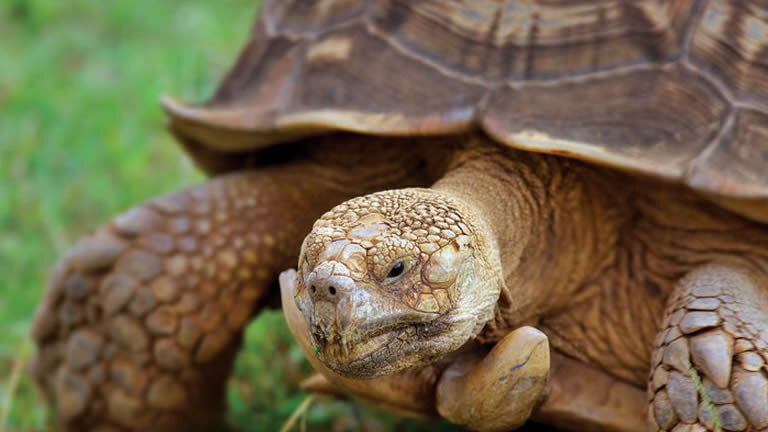 Peru & Galapagos Explorer