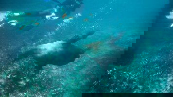 18 Day Ecuador Highlands & Galapagos (Intrepid)