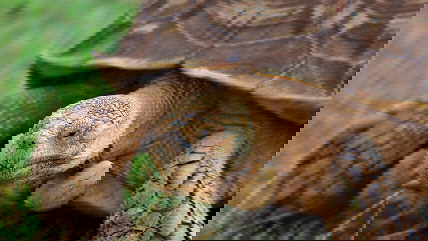 Ecuador Highlands & Galapagos