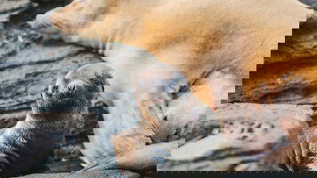 8 Day Galapagos Island Hopping (Intrepid)