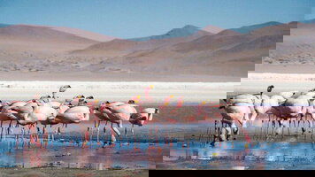 12 Day Real Bolivia & Argentina (Intrepid)