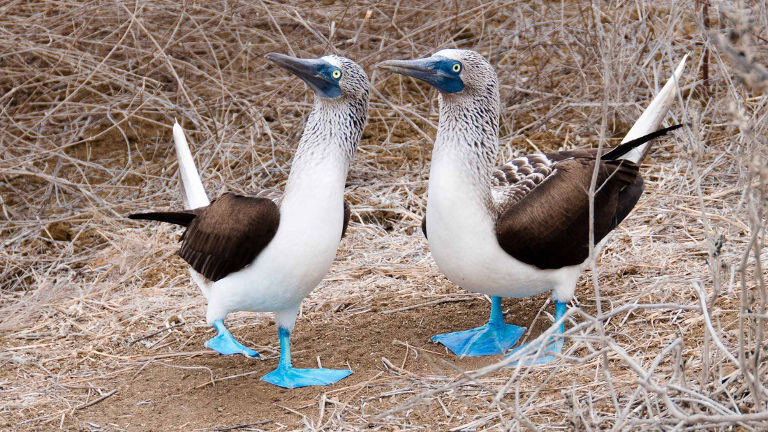 One Week in the Galapagos Islands