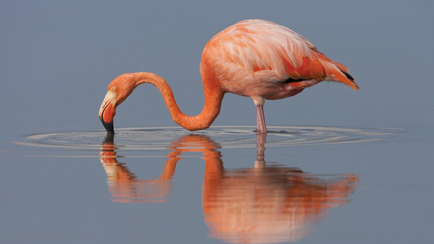 Ecuador Amazon & Galapagos Family Holiday