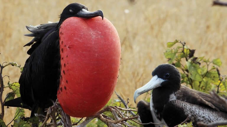 Galapagos at a Glance: Southern Islands (Grand Daphne)