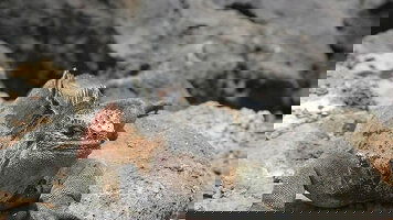 7 Day Galapagos Adventure: Northern Islands (Grand Daphne) (Intrepid)