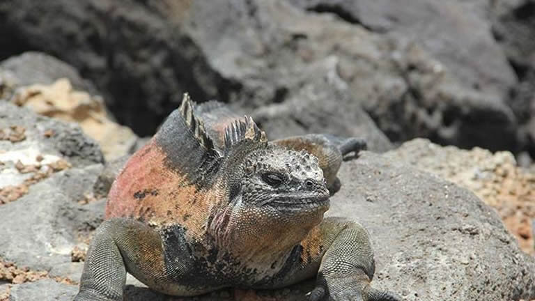 Galapagos Adventure: Northern Islands (Grand Daphne)