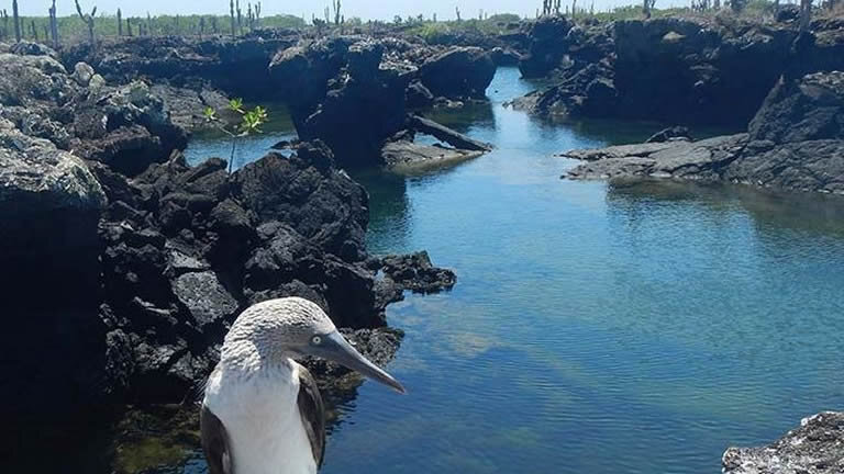 Ultimate Galapagos: Central Islands (Grand Daphne)