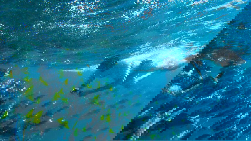 Galapagos Cruise & Peru’s Land of the Incas (Grand Daphne)