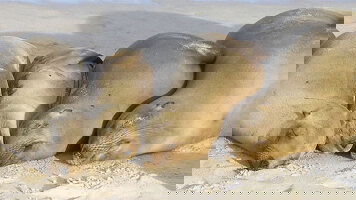 10 Day Classic Galapagos: Southern Islands (Grand Queen Beatriz) (Intrepid)