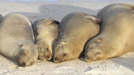 10 Day Classic Galapagos: Southern Islands (Grand Queen Beatriz) (Intrepid)
