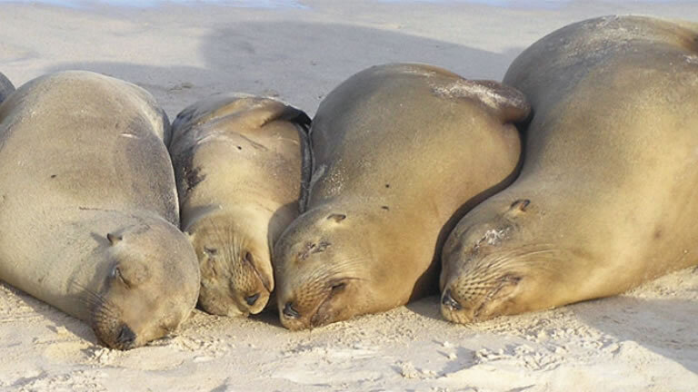Classic Galapagos: Southern Islands (Grand Queen Beatriz)