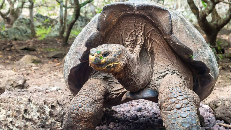 Classic Galapagos: South Eastern Islands (Grand Queen Beatriz)