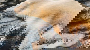 6 Day Galapagos Encounter: Southern Islands (Grand Queen Beatriz) (Intrepid)