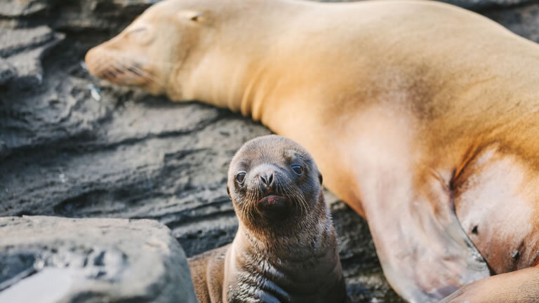 Galapagos Encounter: Southern Islands (Grand Queen Beatriz)