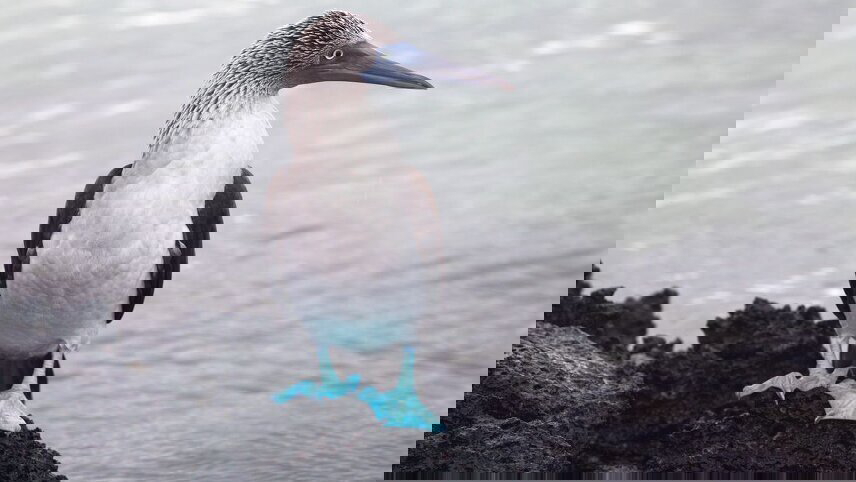 Galapagos In Focus (Grand Queen Bea)