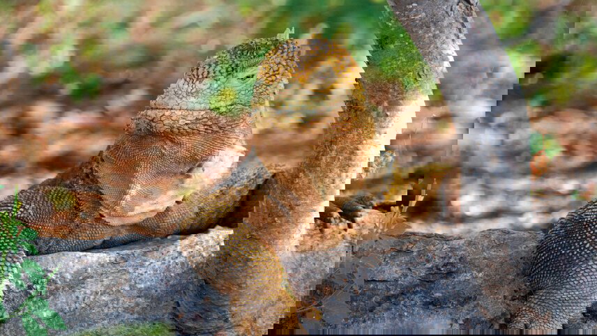 Galapagos In Focus (Grand Queen Bea)