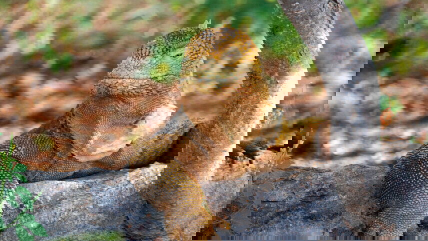 Galapagos Cruise & Peru in Depth (Grand Queen Beatriz)