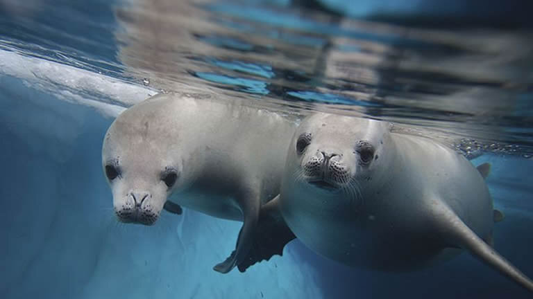 Journey to the Antarctic Circle