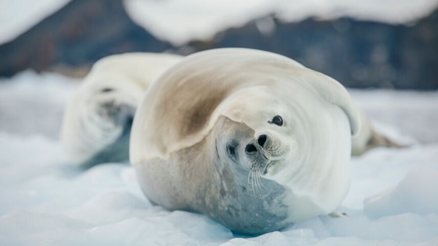 Celebrating New Year's in Antarctica (Ocean Nova)