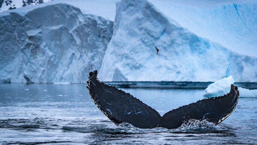 Journey to the Antarctic Circle