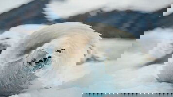 11 Day Antarctic Peninsula: An Explorer's Expedition (Intrepid)