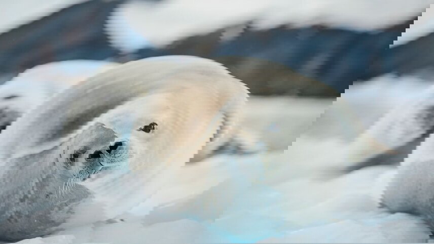 Antarctic Peninsula: An Explorer's Expedition