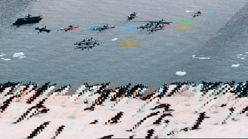 Best of Antarctica: Whale Discovery