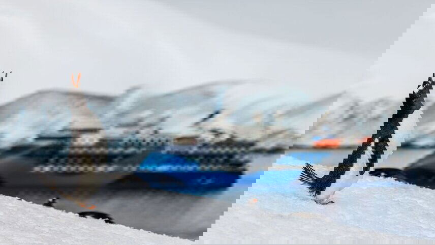 Antarctica Springs to Life (Ocean Victory)