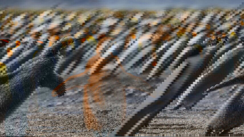 South Georgia and Antarctic Peninsula: Penguin Safari