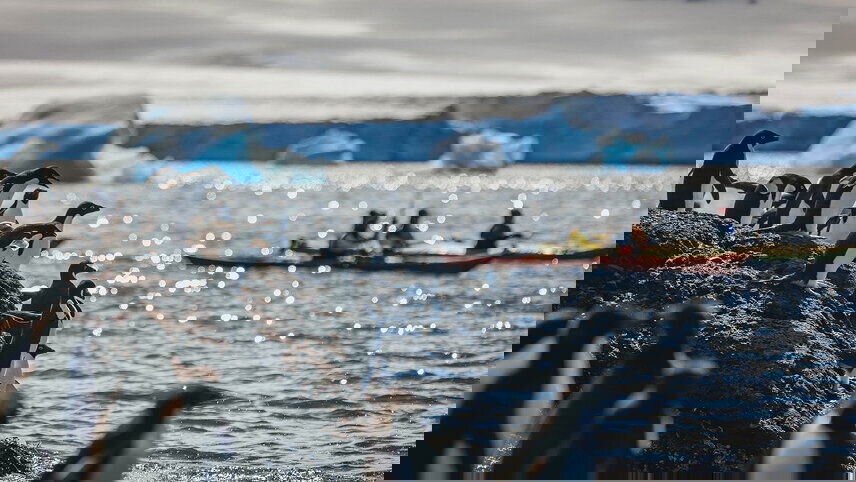 South Georgia and Antarctic Peninsula: Penguin Safari