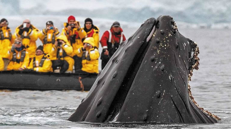 Best of Antarctica: Whale Journey