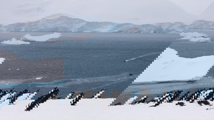 Shackleton's Falklands, South Georgia and Antarctica Expedition (Ocean Endeavour)