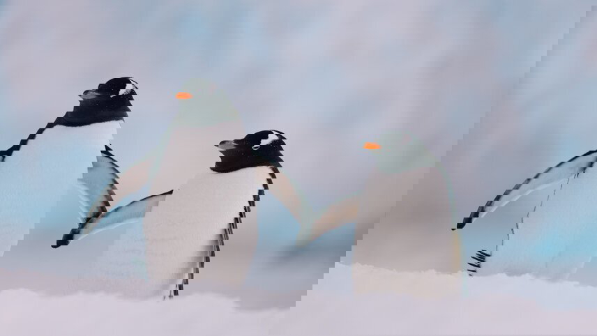 Ultimate Antarctica: Falklands, South Georgia & the Antarctic Circle (Ocean Endeavour)