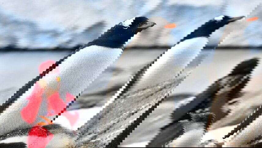 Best of Antarctica: Whale Journey