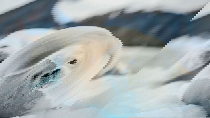 Best of Antarctica: Whale Journey