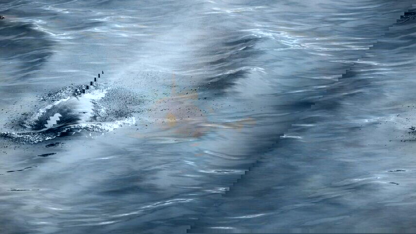 Antarctica's Whale Season (Ocean Albatros)