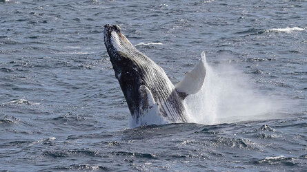 Conquer Drakes Passage