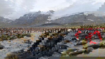 20 Day Falkland Islands, South Georgia & Antarctica (Ocean Victory) (Intrepid)