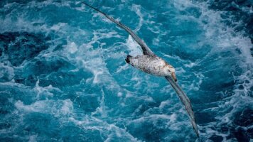 23 Day Extended Falklands, South Georgia & Antarctic Circle (Ocean Albatros) (Intrepid)