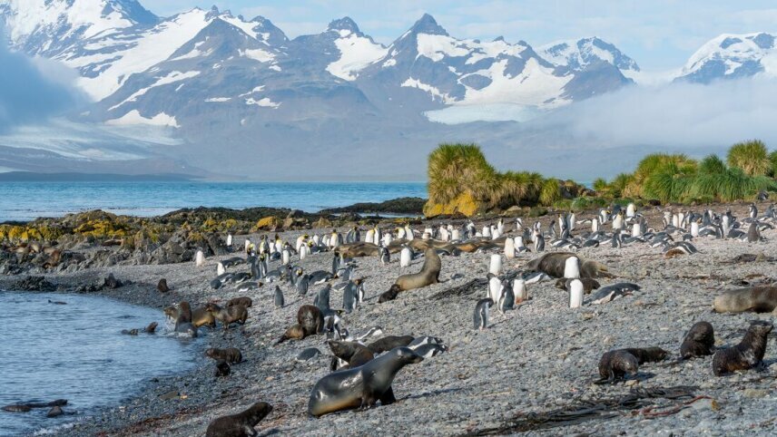 Extended Falklands, South Georgia & Antarctic Circle (Ocean Albatros)