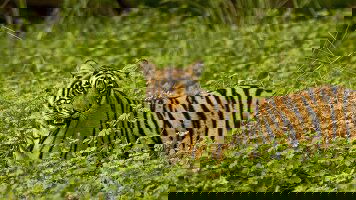 19 Day Premium India & Nepal (Intrepid)