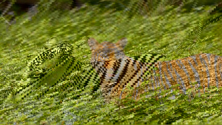 Premium India & Nepal