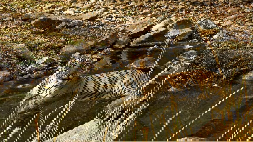 Premium India Safari