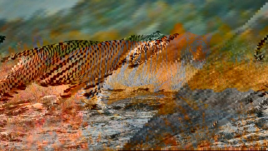 Premium India & Wildlife