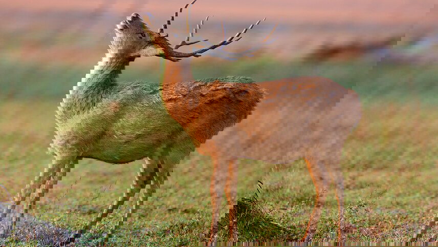 Premium India & Wildlife