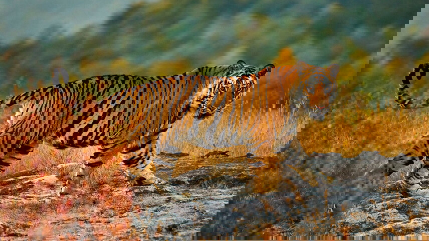 India Safari