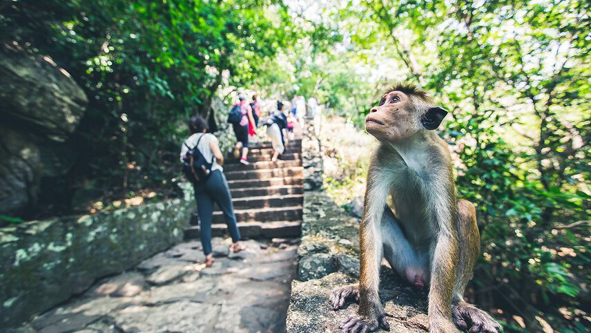 Sri Lanka Safari